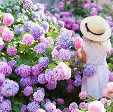 Un mic manunchi cu flori de colt in saua din valea galbenelelor. Ø¨Ø§ÙØªØ³Ø§ÙÙ ØªØ·Ù Ø¹Ø±ÙÙ Palarie Floare De Colt Yupeace Org