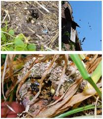Bumble bees rarely nest in structures. Bumblebee Nest Faqs Bumblebee Conservation Trust