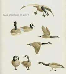 I Think Canada Geese Are Wonderful Fun To Sketch So Many Poses I Sat On A Park Bench And Sketched These Recently Th Goose Drawing Nature Sketch Sketches