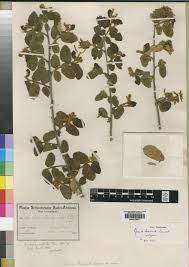 Image result for Grewia forbesii