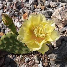 Prickly pear cactus is a plant. Succseed Cold Hardy Species