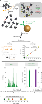 A problem of particular interest is the identification of regions of the genome where different cell types from the same organism exhibit different patterns of histone enrichment. Native Internally Calibrated Chromatin Immunoprecipitation For Quantitative Studies Of Histone Post Translational Modifications Nature Protocols