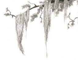 Pin By Kelli Knigge On Drawings Spanish Moss Drawings Tree Drawing