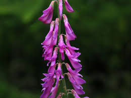 Image result for Hedysarum