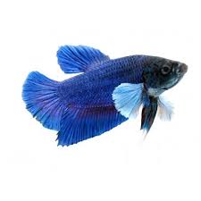 I guess you want them. Short Tail Dumbo Ear Fighter Online Live Aquarium Fish Fast Delivery Petwave