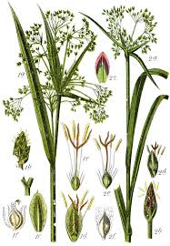 Image result for Cyperaceae