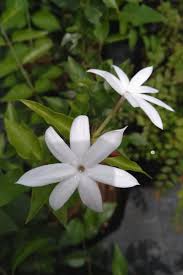 Image result for Jasminum grandiflorum