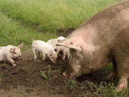 Pourquoi ses frères se moquent de lui? Paillasson Le Cochon La Mise Bas