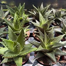 Image result for Haworthia mix