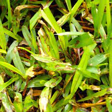 You can treat fungus in st. Diagnosing St Augustine S Problems Neil Sperry S Gardens