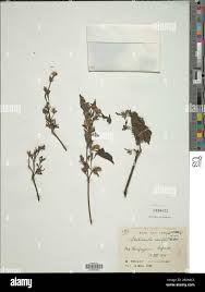 Image result for Antherotoma angustifolia