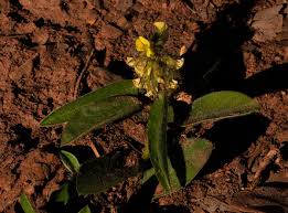 Image result for Crotalaria anthyllopsis