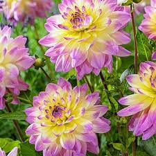 Sagitta Dahlia Shop Summer Flowering Spring Hill Plant Flower Bulbs Bulb Flowers Spring Hill Nursery