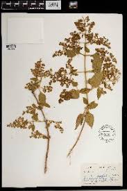 Image result for Diclis ovata