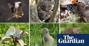 Nearly 20,000 species of plants and animals are at a high risk of extinction and if trends continue, earth could see another mass extinction event within a few centuries. Uk Animals Back From The Brink Of Extinction Wildlife The Guardian