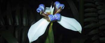 Maybe you would like to learn more about one of these? Neomarica Species Apostle Plant Walking Iris Neomarica Gracilis