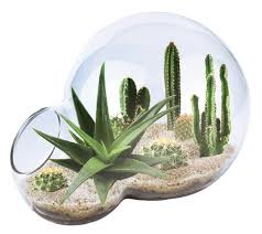 So cactus adaptations to collect water quickly and efficiently before the they open up to take in carbon dioxide and give off oxygen during photosynthesis and close when there's insufficient sunlight. Desert Oasis Double Bubble Terrarium