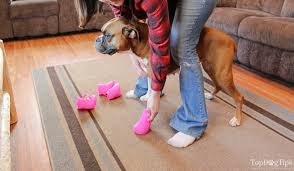 I followed the steps using treats to slowly get her accustomed to them. Diy Dog Boots How To Make Them Without Sewing Top Dog Tips
