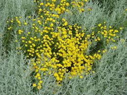 The parts that grow above the ground and root bark are used to make medicine. Great Design Plant Lavender Cotton