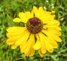 Image result for Ornithogalum flexuosum