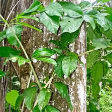 Image result for Scorodophloeus zenkeri