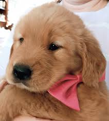 However, free golden retriever dogs and puppies are a rarity as rescues usually charge a small adoption fee to cover their expenses (usually. Golden Retriever Puppies For Sale Winchester Nh 322103
