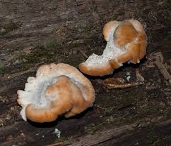 Image result for Ischnoderma resinosum