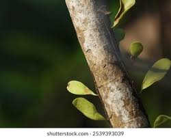 Image result for Viscum cylindricum