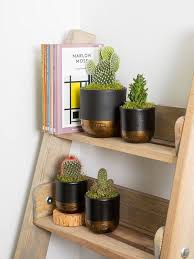 Succulents and cacti need a certain amount of sunlight to thrive. Cactus 13 Things To Know About Cactus Plants Cacti