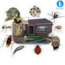 At h pest control services we understand the finding the right pest control company is not only confusing, time consuming and inconvenient but also it can be expensive. Pest Control Bangalore Pest Control Services Pest Control Near Me