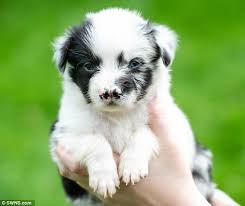 Our shelties and border collies live in our home. Border Collie Puppy Pua Is Born With Defect That Gave Him Two Noses Daily Mail Online