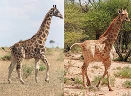 What is the tallest animal. Africa Giraffes The World S Tallest Animal Can Suffer From Dwarfism