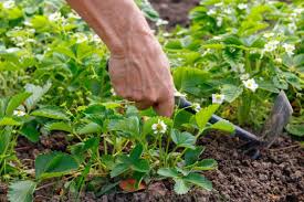 Gartenerdbeere Von Der Aufzucht Bis Zur Marmelade