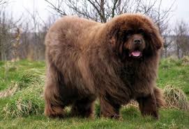Big Fluffy Black And Brown Dog Breeds Pin On Animal Babies