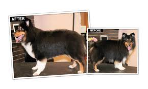 Standard, bronze, silver, gold, and platinum. Sheltie Pet Trim Groomer To Groomer