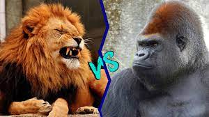 Twice the size of a male lion. Lion Vs Gorilla Who Would Win Youtube