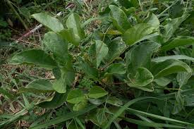 Image result for Canavalia africana