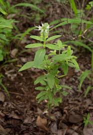 Image result for Ocimum filamentosum