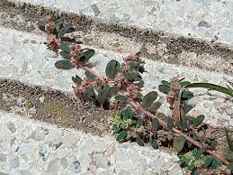 Image result for Euphorbia schimperiana