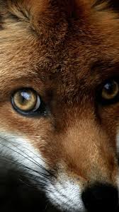 1191 fox hd wallpapers and background images. 25 Fresh Best Cool Iphone 7 Wallpapers Backgrounds In Hd Quality Iphone 7 Wallpaper Backgrounds Cool Wallpapers For Iphone 7 Iphone 7 Wallpapers