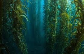 The Importance Of Sustainability And Aquaculture Kelp Forest Underwater Plants Aquaculture