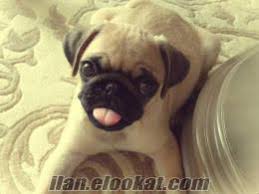 Pug Mops Kopek