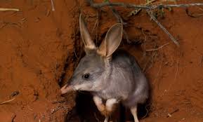 greater bilby arid recovery