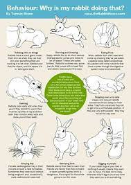 That Is A Nice Guide Pet Bunny Rabbits Pet Rabbit Care Bunny Mom