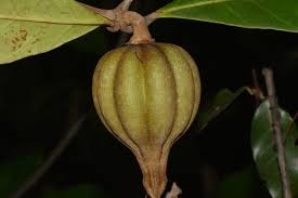 Image result for Rothmannia whitfieldii