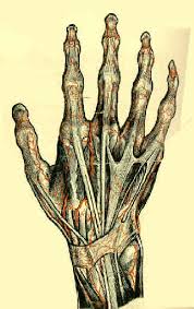 Image result for Hand Anatomy