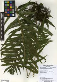 Image result for Cyclosorus striatus