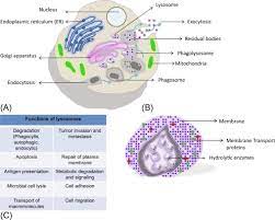 The phagosome is acidified and fuses with lysosomes, which contain lysozyme and acid hydrolases that can degrade bacterial cell walls and proteins. Lysosome An Overview Sciencedirect Topics