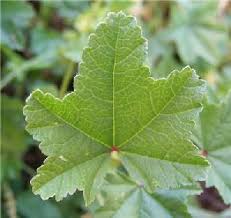 Image result for Malva parviflora