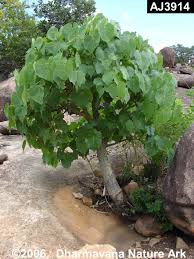 Image result for Hildegardia